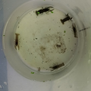 Publication de Olivier1977