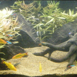 Publication de lvd99