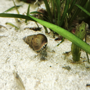 Escargots d'eau douce