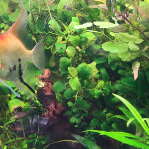 Publication de laurent-galichet