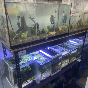 Bonjour suite à un changement de projet disponible Andresy 78  (Yvelines)