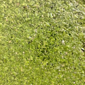 Lentilles d'eau pour aquarium