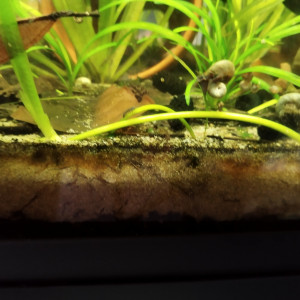 Publication de Orion07