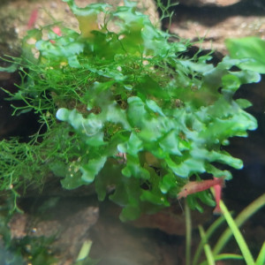 Publication de lolo95