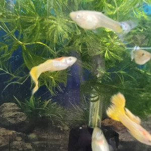 Guppy yellow lace