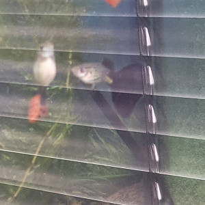 Publication de Borishrimp