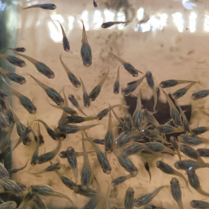 Publication de Borishrimp