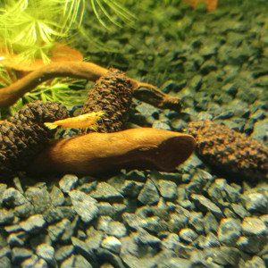 Publication de Mamachacha