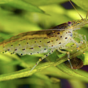 Crevette japonica amano