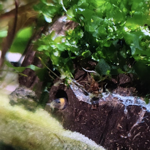 Publication de PtiteNoli