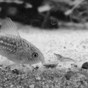 Publication de Catalpa