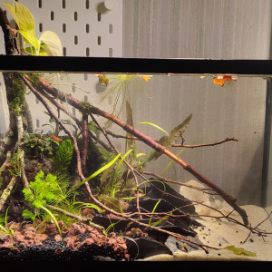 Publication de PtiteNoli