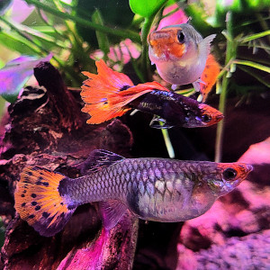 Jeunes et adultes guppys