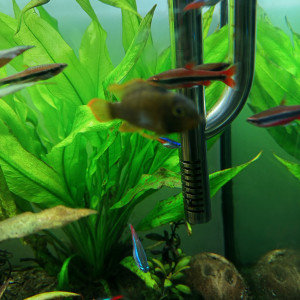 Apisto Nijsseni