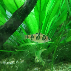 Publication de Anubiadamidum