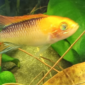 Recherche Apistogramma Agassizi Femelle