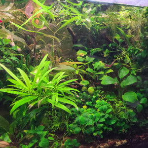 Publication de laurent-galichet