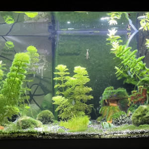 La Clairière Sous-Marine