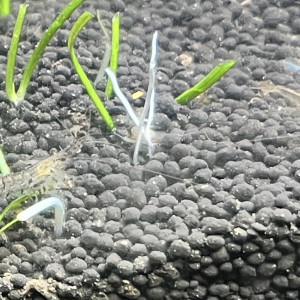 Publication de shelbert