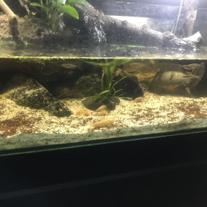 Publication de Balla