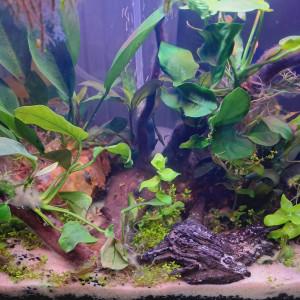 Publication de KrisKris