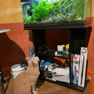 Publication de Nahemafleur