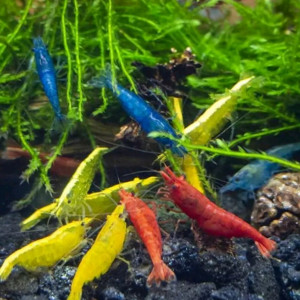 Publication de Garet