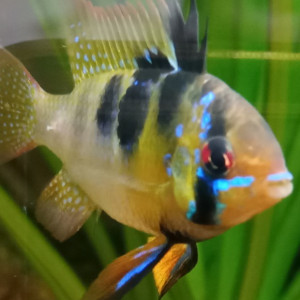 Publication de Izarine