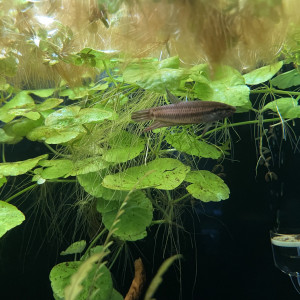 Publication de Scylla_59