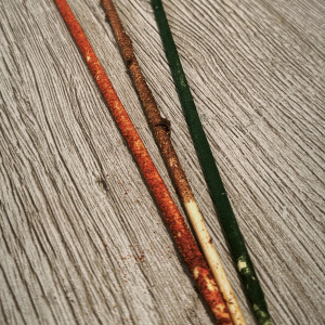 Lollies pour crevettes