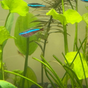 Publication de LaRenardouce