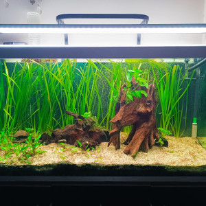 Publication de Cinna