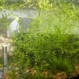 hopital - cultivation plantes