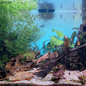 Publication de ArtemusKlegg