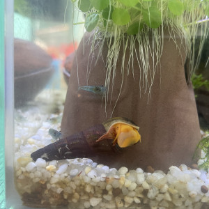 Publication de Laliesshrimp