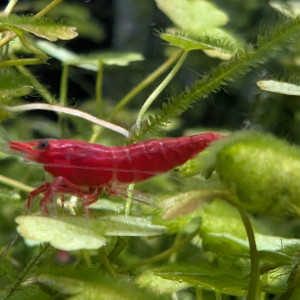 Crevettes Fire Red Neocaridina davidi
