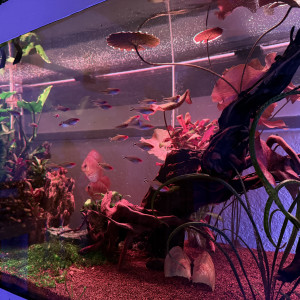 Publication de armorcase