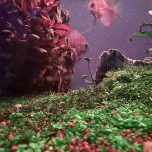 Publication de armorcase