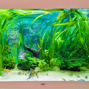 Publication de olivier74210