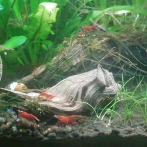 Publication de LiquidPaper2008