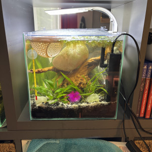 Publication de MamZ-L94