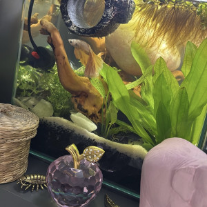 Publication de MamZ-L94