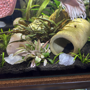 Publication de MamZ-L94