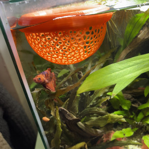 Publication de MamZ-L94