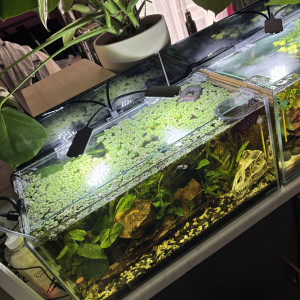 Publication de MamZ-L94