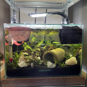 Publication de MamZ-L94