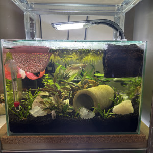 ZOLUX betta rek 24 Shiro betta crowntail platinium