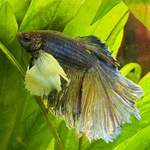 Publication de MamZ-L94