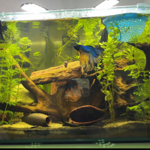 Scaper s tank Dennerle 35 Yuki