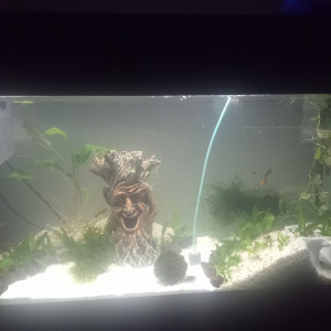 Publication de Derf03